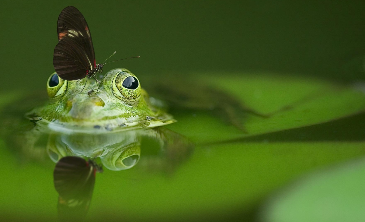 Cet été, partez à la découverte de la biodiversité